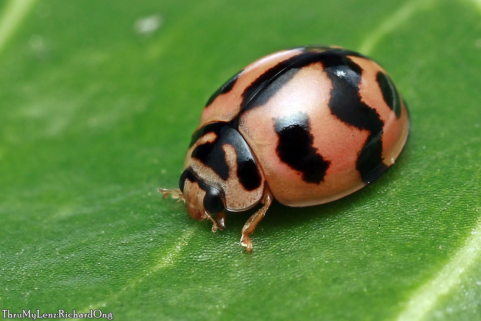 Six-spotted Zigzag Ladybird (Cheilomenes sexmaculata) · iNaturalist