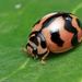 Six-spotted Zigzag Ladybird - Photo (c) Richard Ong, some rights reserved (CC BY-NC), uploaded by Richard Ong