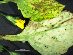 Puccinia lapsanae