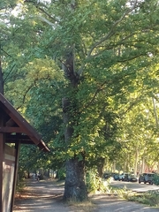 Platanus × hispanica