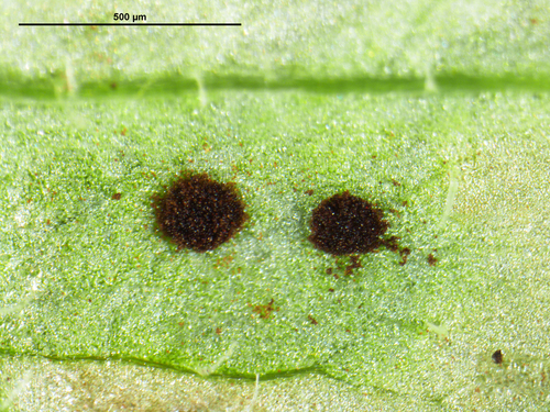 Nipplewort Rust