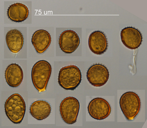 Nipplewort Rust