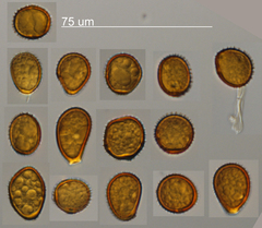 Puccinia lapsanae