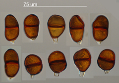 Puccinia lapsanae