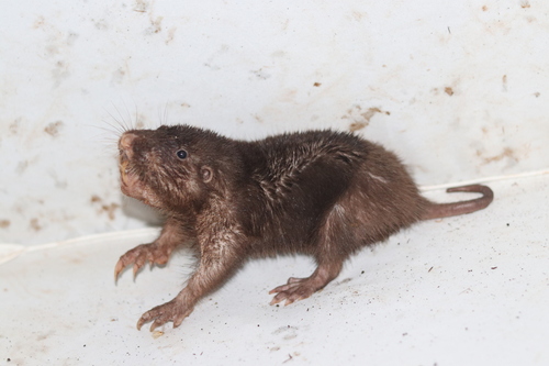 Hispid Pocket Gopher