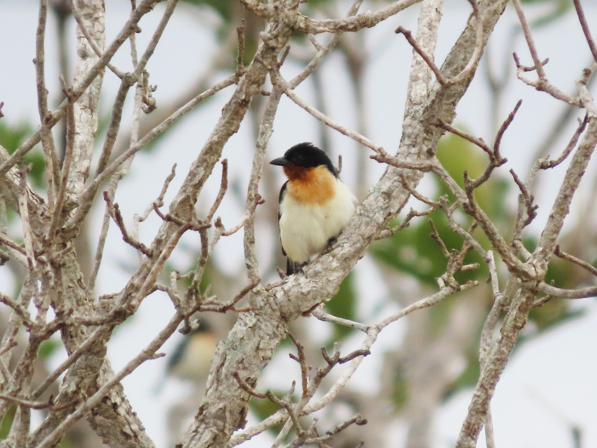 White-rumped Tanager (Cypsnagra hirundinacea), photo 3