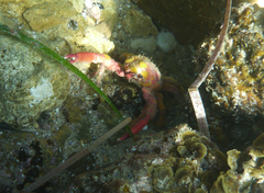 Schizophrys rufescens