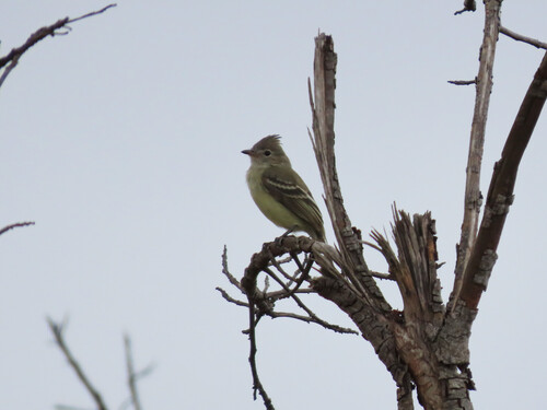 Plain-crested Elaenia (Elaenia cristata), photo 6