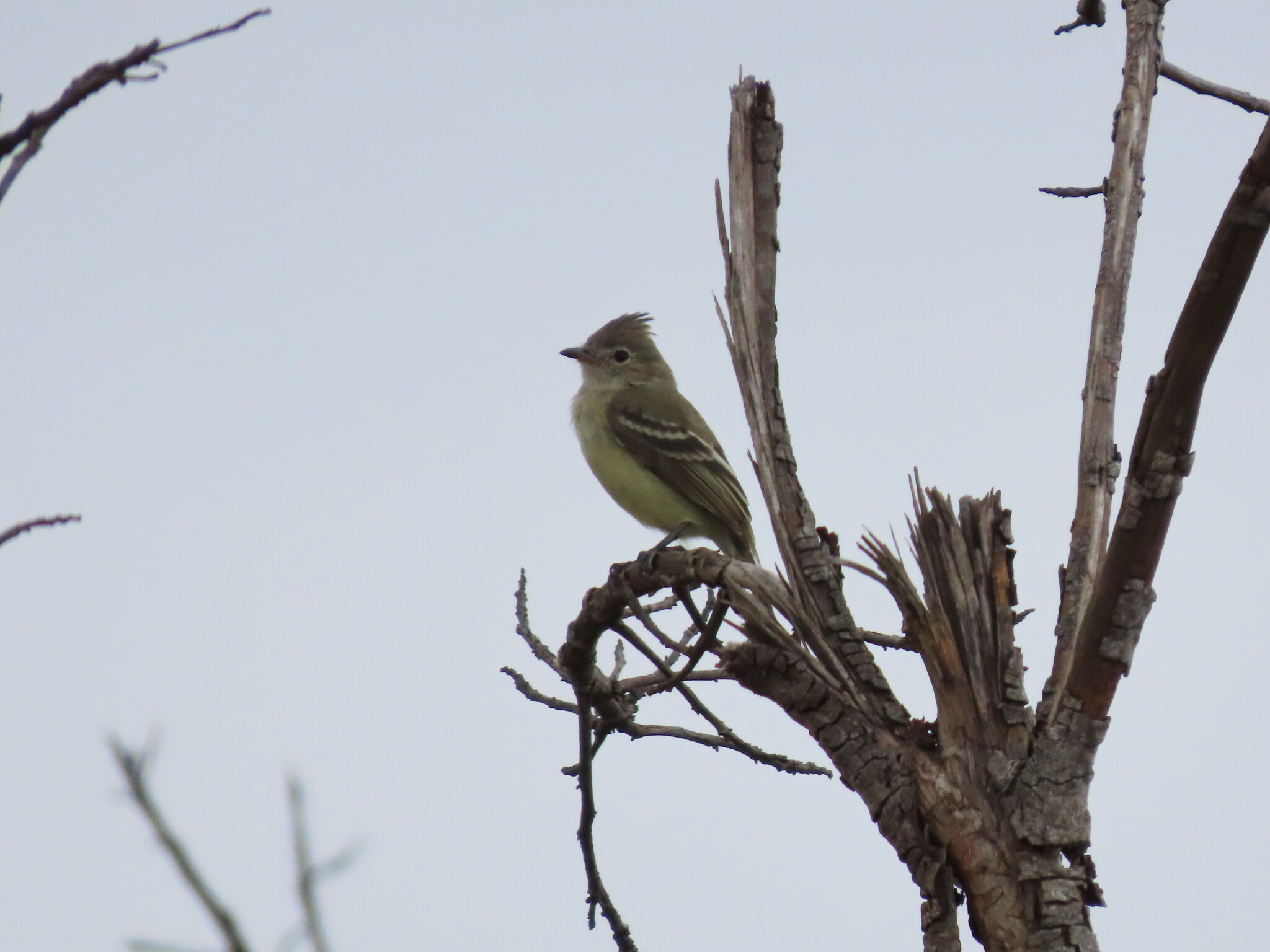 Plain-crested Elaenia (Elaenia cristata), photo 4