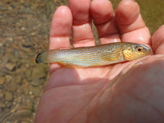 Fundulus catenatus