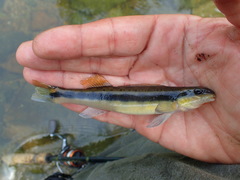 Percina aurantiaca