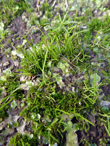Anthoceros laminifer