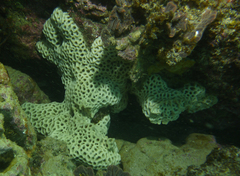 Holopsamma laminaefavosa