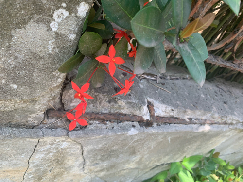 Jungle flame