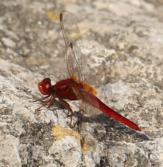 Crocothemis erythraea