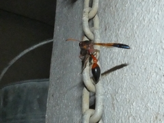 Delta dimidiatipenne