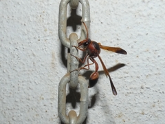Delta dimidiatipenne