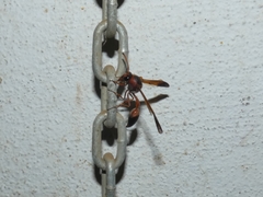 Delta dimidiatipenne