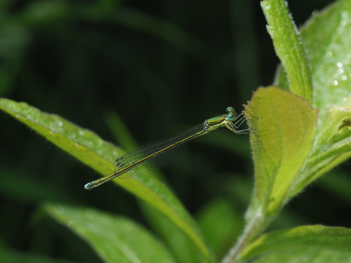 Sedge Sprite photo 3
