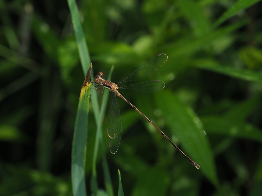 Slender Spreadwing