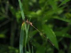 Slender Spreadwing