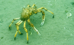 Leptomithrax gaimardii