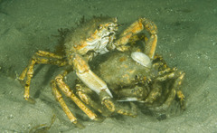 Leptomithrax gaimardii