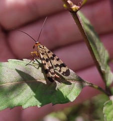 Panorpa meridionalis