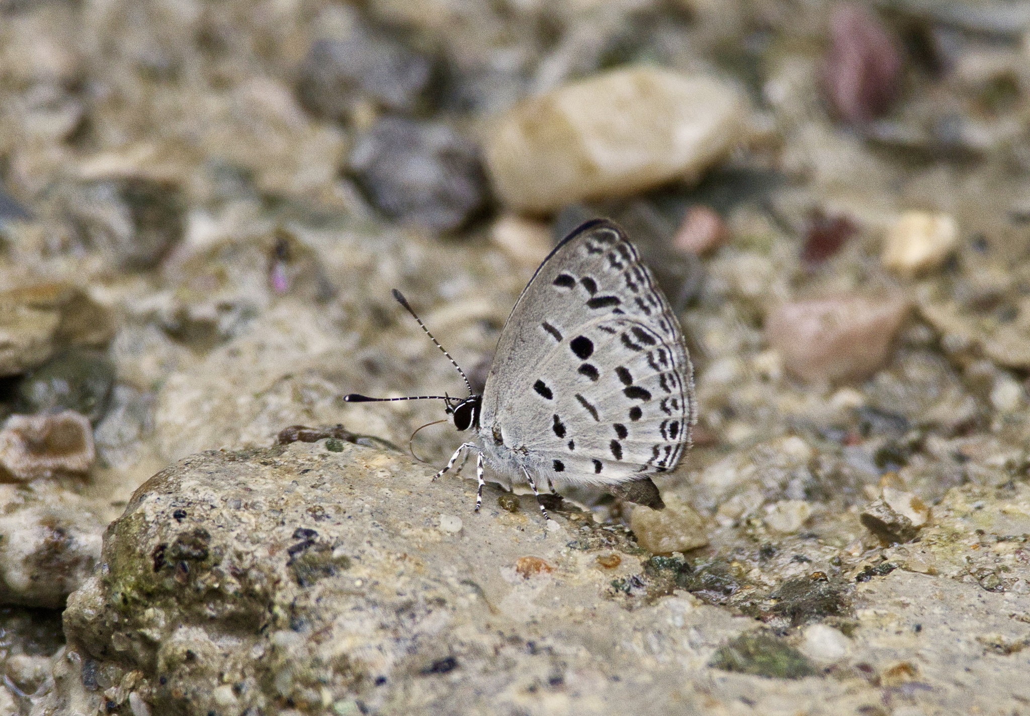 Bicolour Cupid