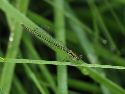 Sedge Sprite photo 4