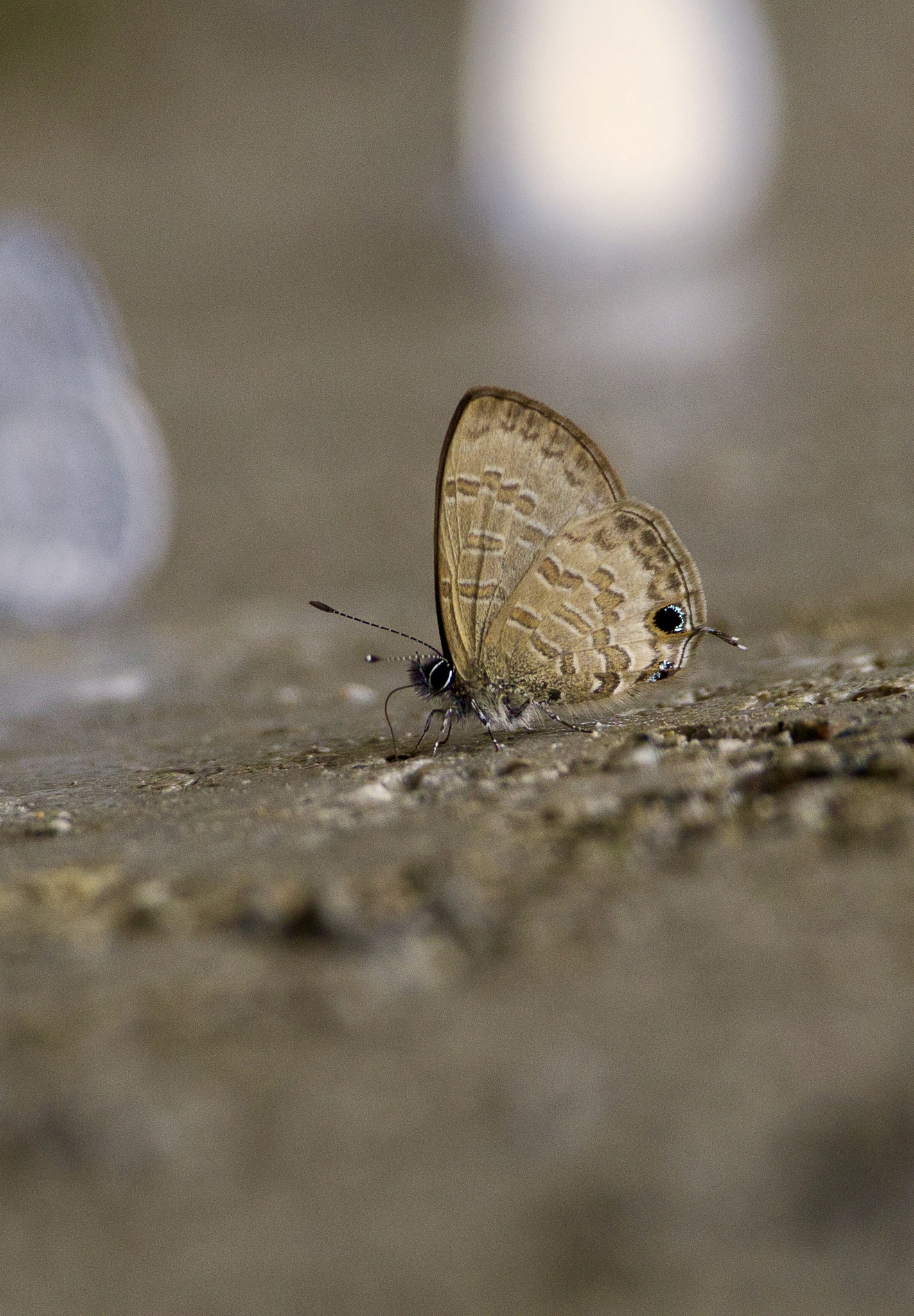 Common Lineblue