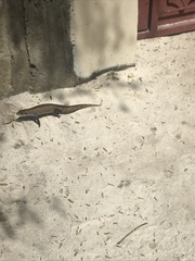 Broadleysaurus major