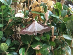 Cydalima perspectalis