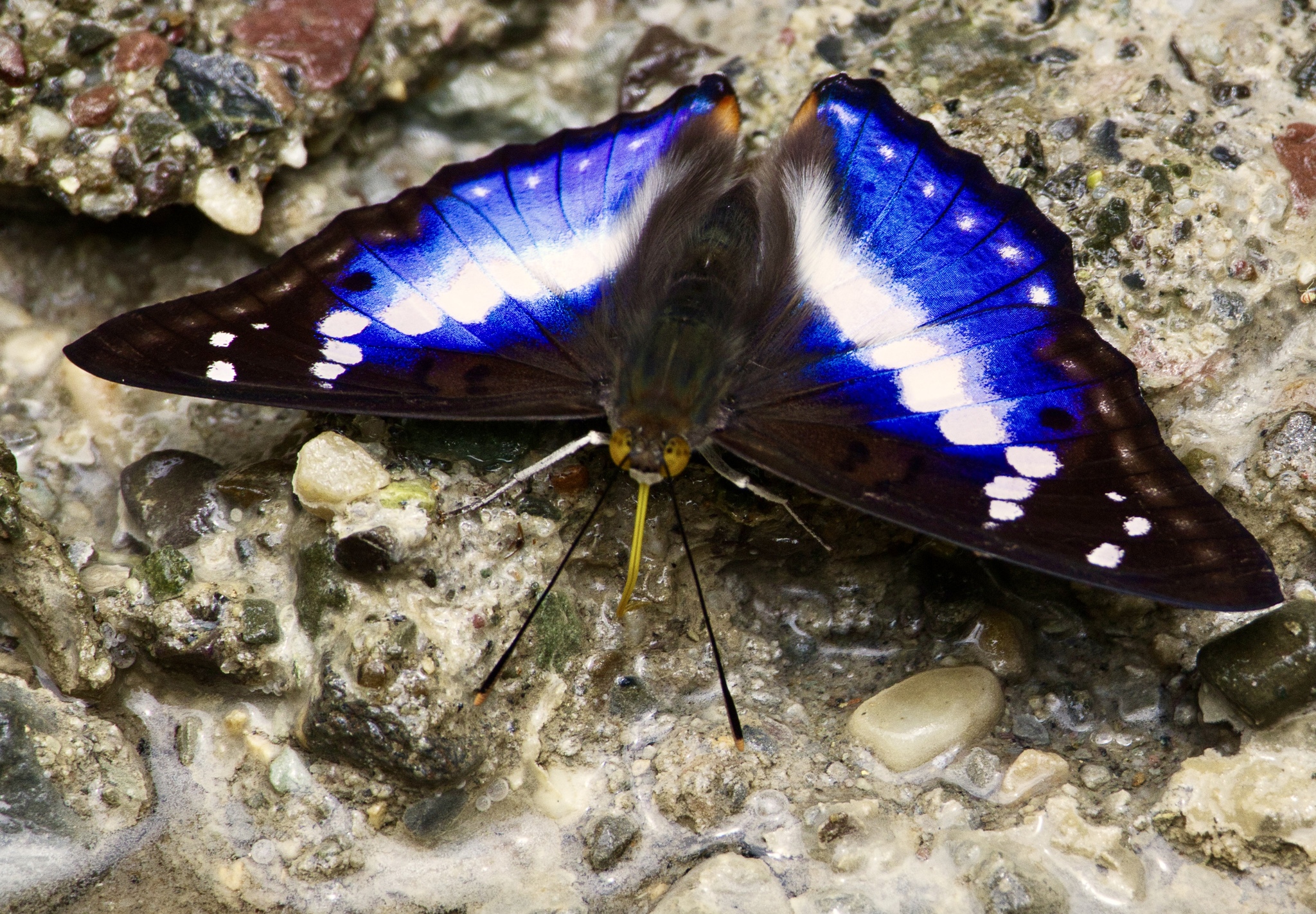 Indian Purple Emperor