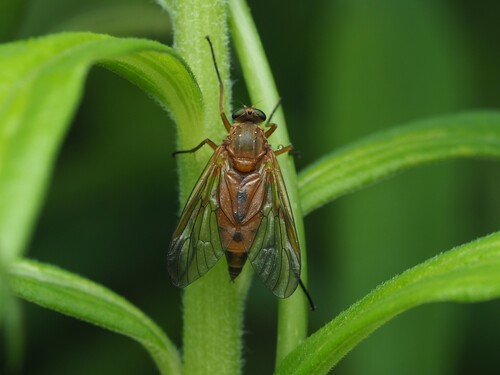 Marsh Snipe Fly photo 6