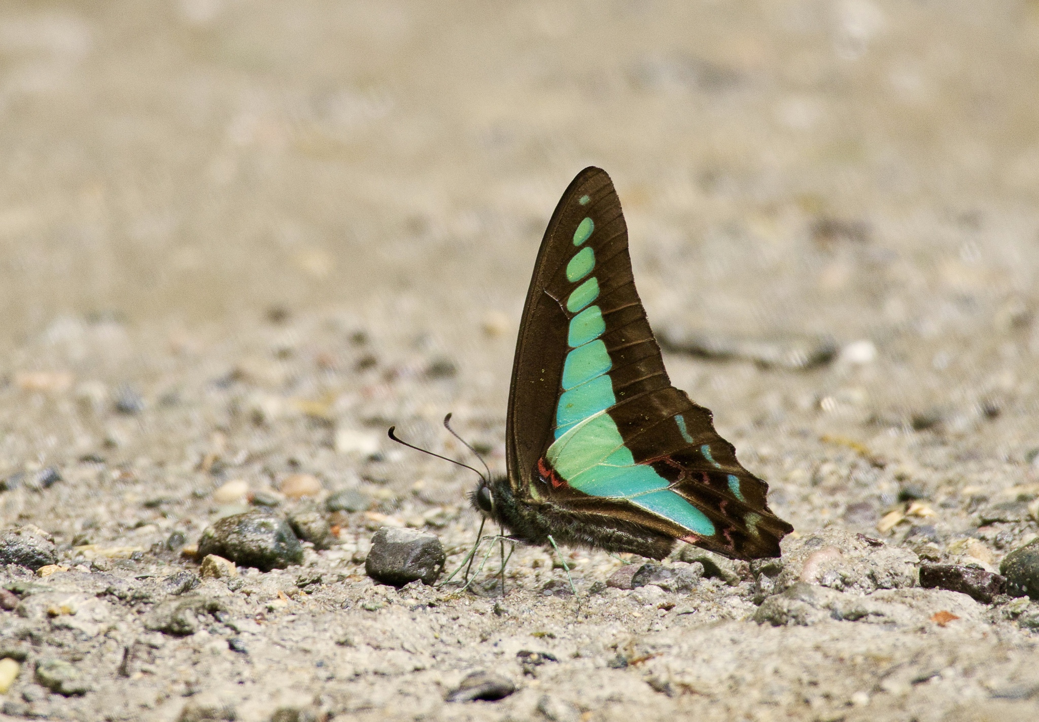 Common Bluebottle
