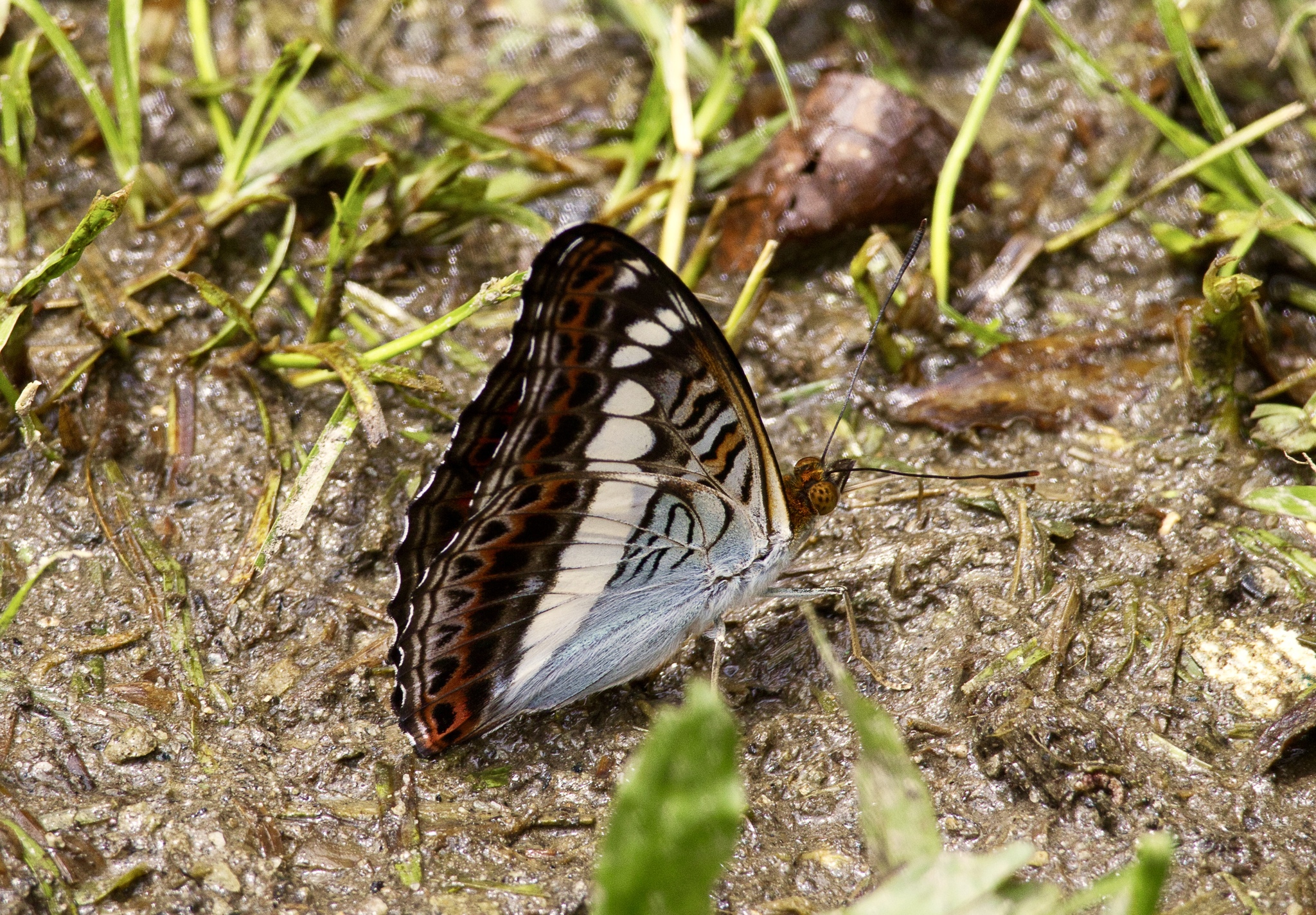 Scarce White Commodore