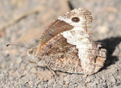 Woodland Grayling