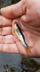 Notropis rubricroceus