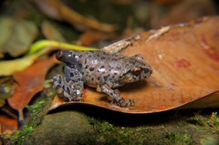 Leptobrachium smithi