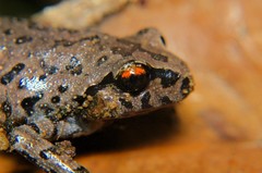 Leptobrachium smithi
