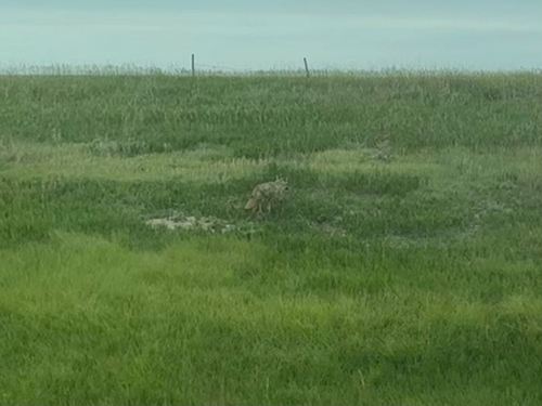 Coyote