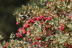 Berberis aetnensis