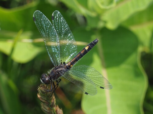 Dot-tailed Whiteface photo 6