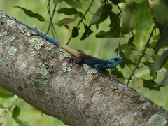 Acanthocercus atricollis