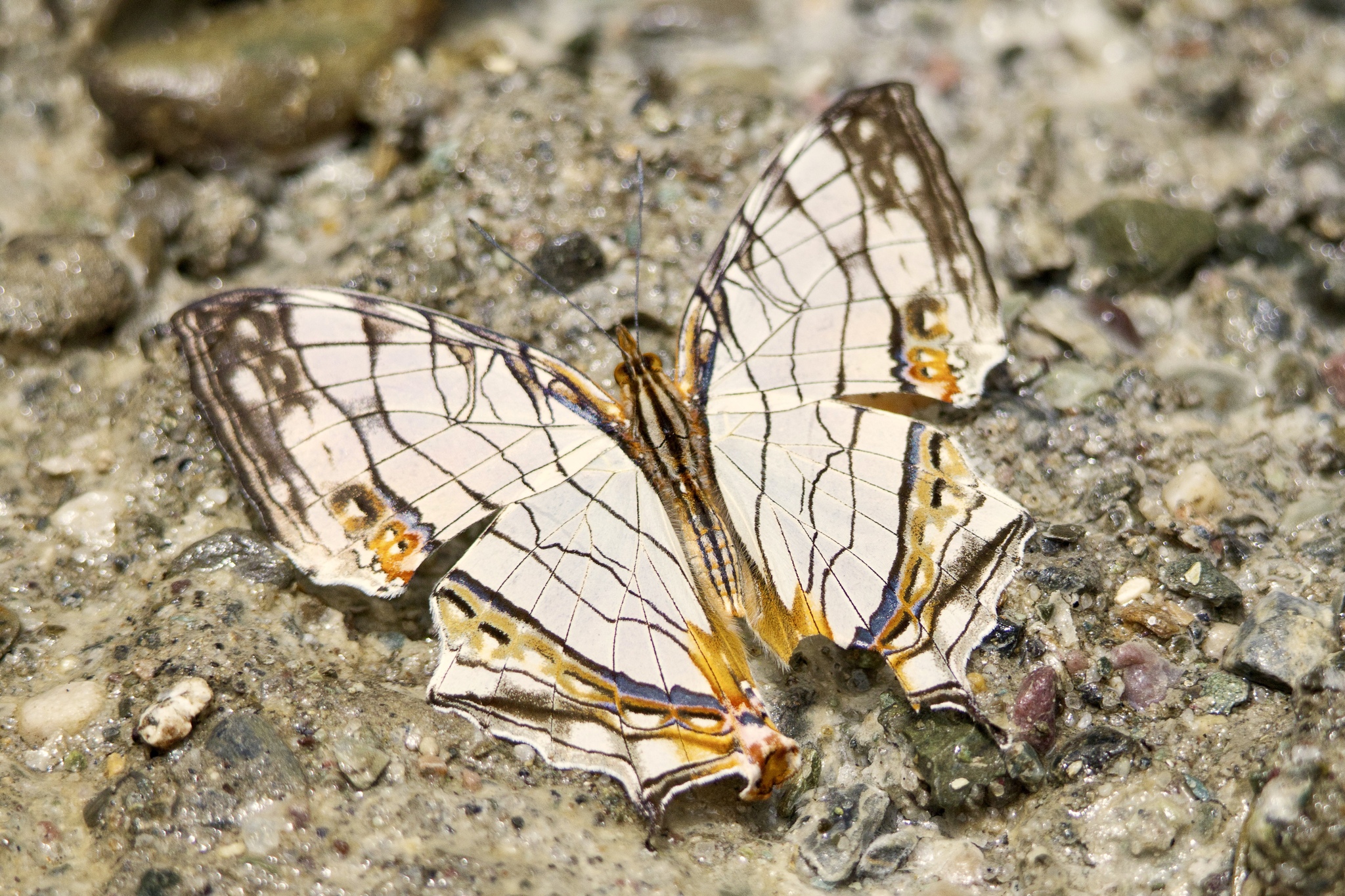 Map Butterfly