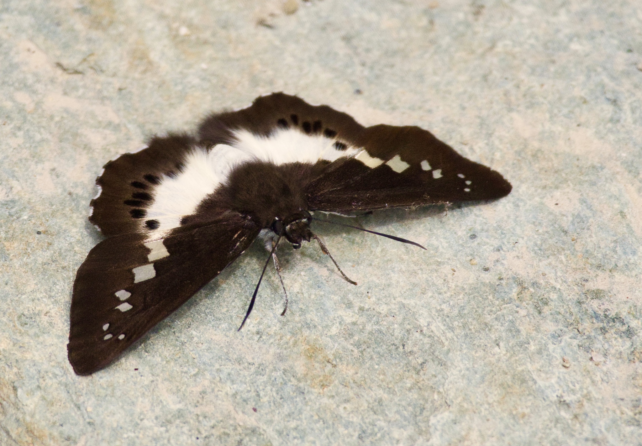 Notched Seseria