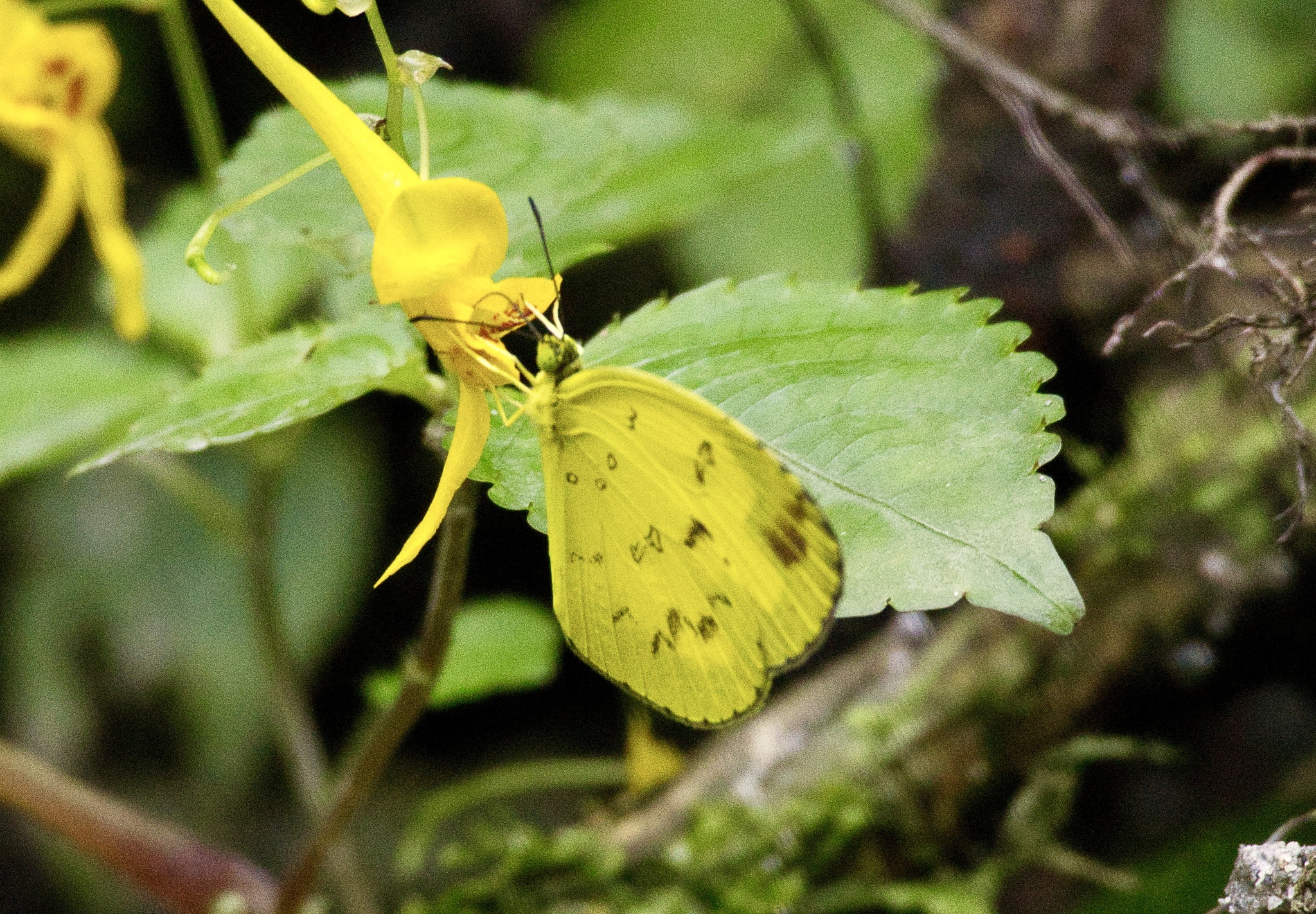 Common Grass Yellow