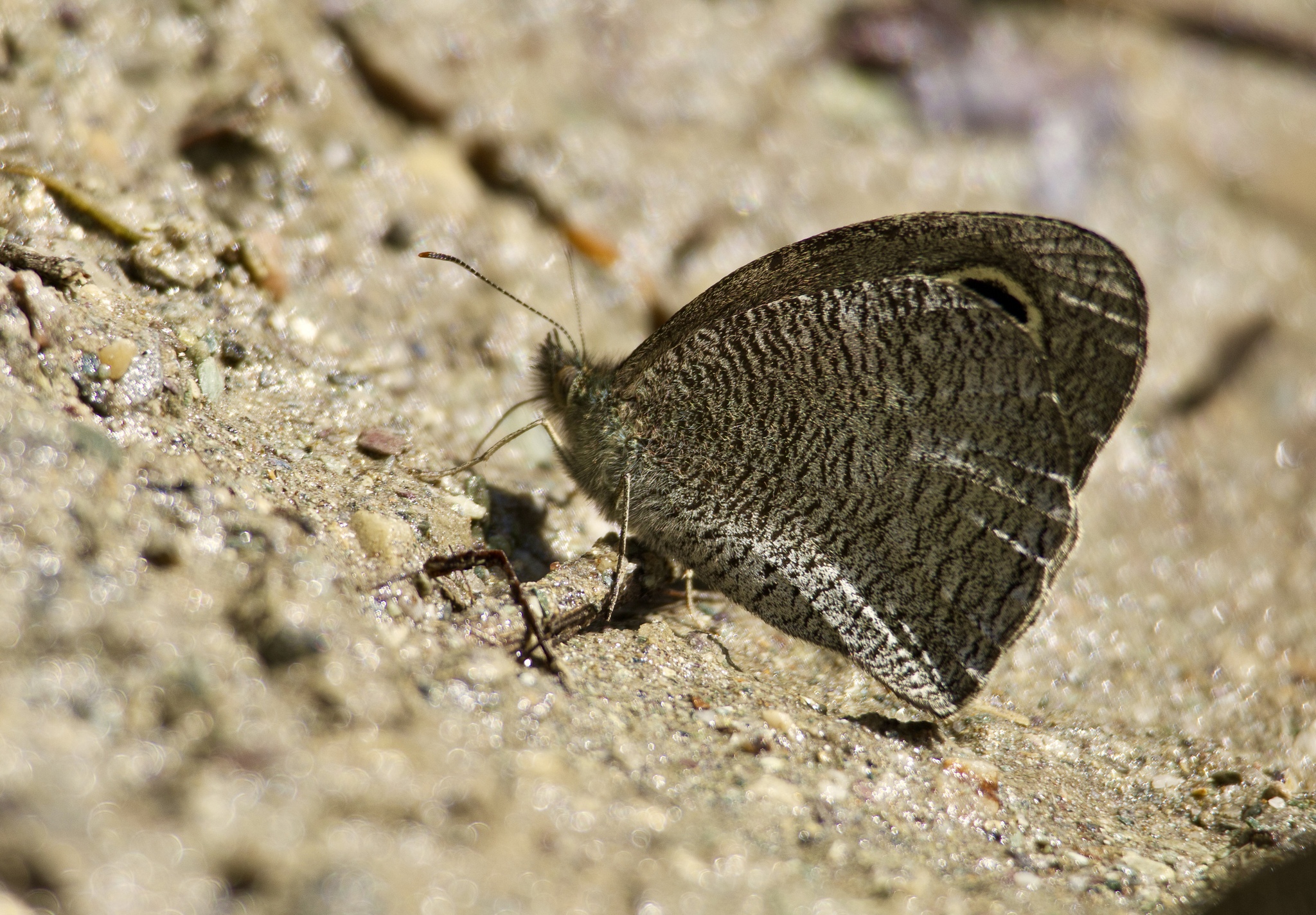 Mottled Argus