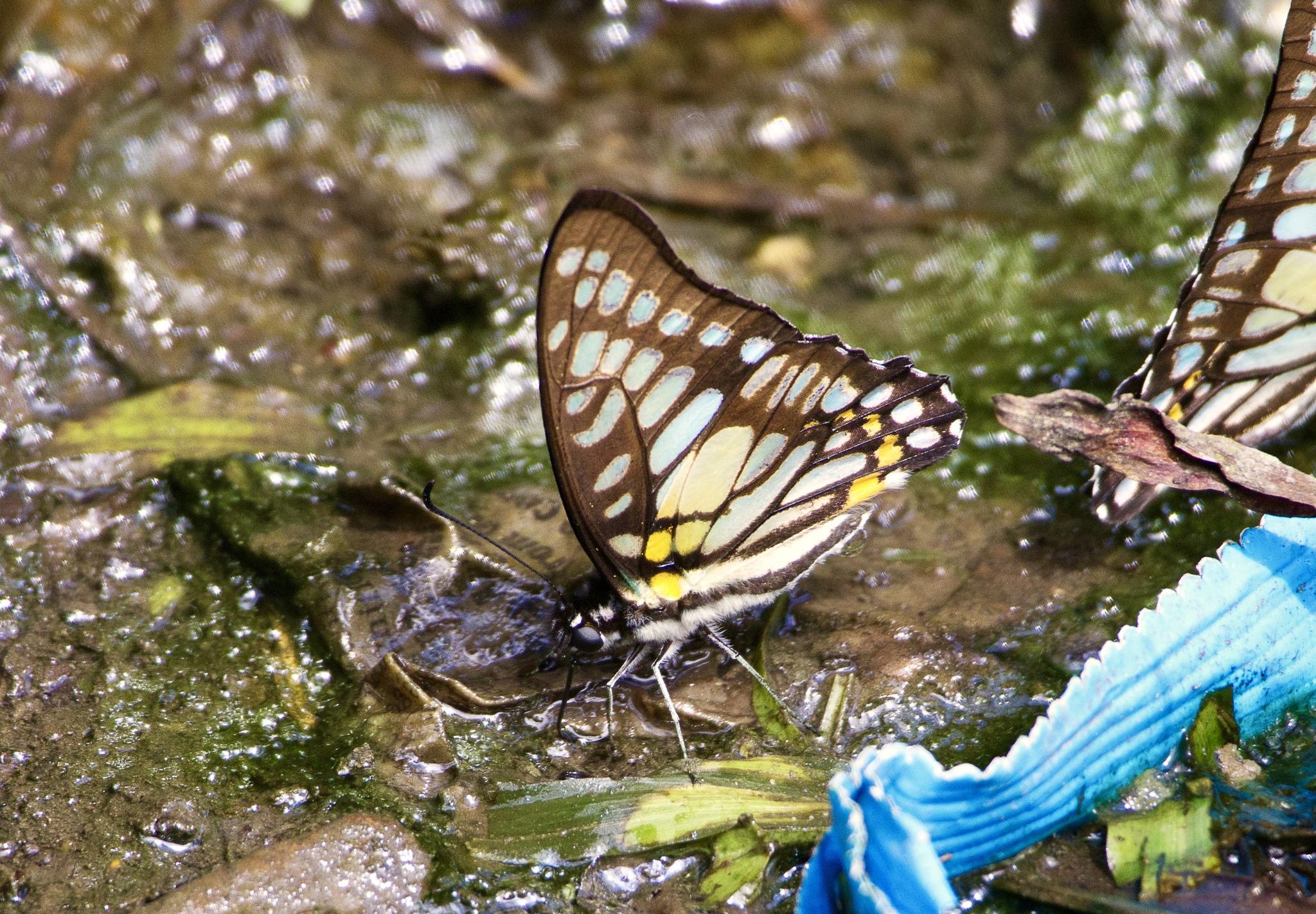 Veined Jay